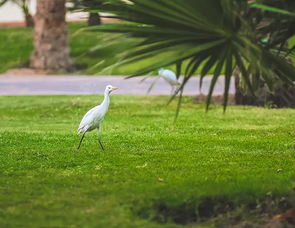 Mikes-Lawn-Moving-Service Mike's Lawn care for beautiful yards
