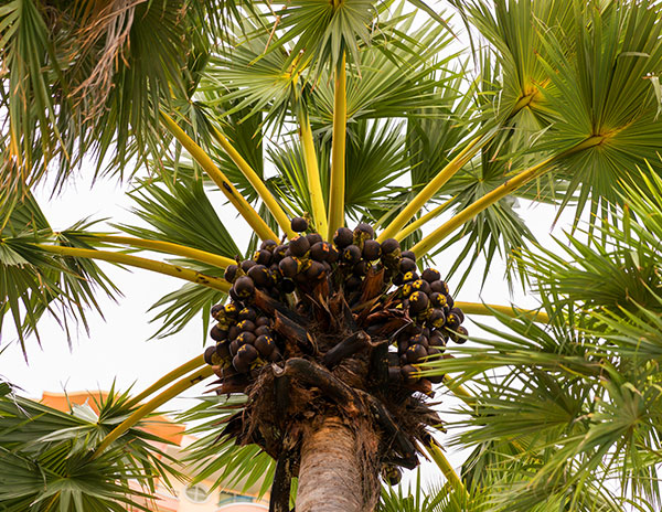Mikes-Tropic-Lawn-Service-Best-Time-To-Trim Palm Tree being trimmed