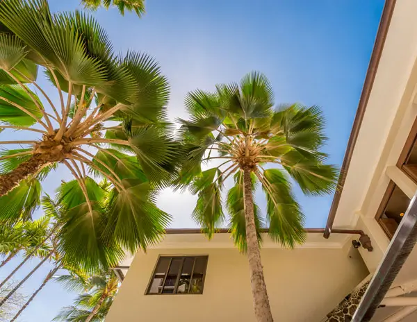 Mikes-Tropic-Lawn-Service-Fort-Myers-FL Tree Trimming in Fort Myers