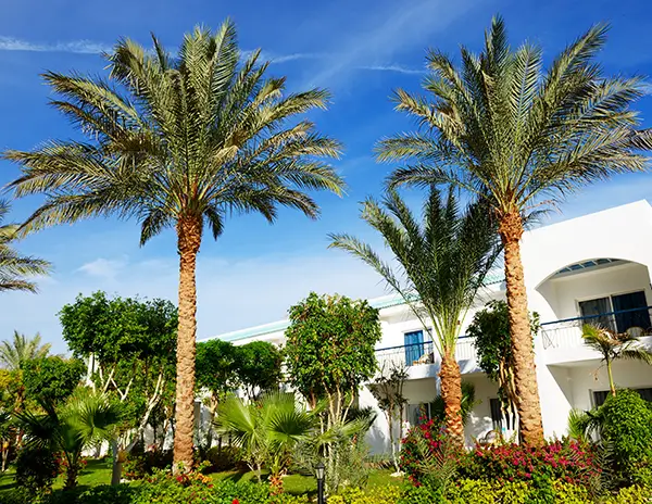 Mikes-Tropic-Lawn-Service-Landscape-Design Mike's Tropic Landscaping services