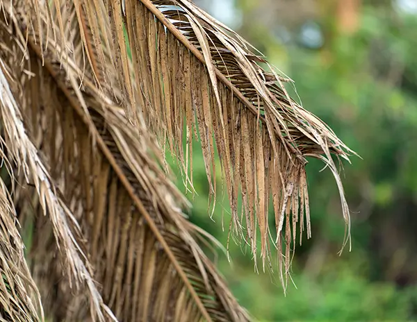 Mikes-Tropic-Lawn-Service-Palm-Fronds-Removal Removing dead palm fronds