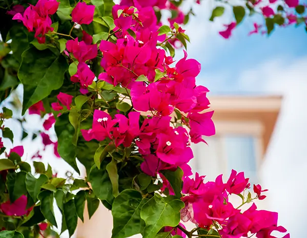 Mikes-Tropic-Lawn-Service-Plant-Landscaping-Design Mike's Tropic sustainable landscape design