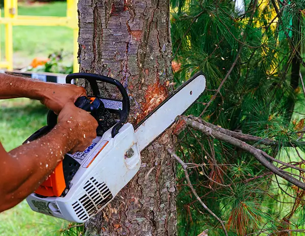 Mikes-Tropic-Tree-Trimming Mikes Tropic Lawn Care Tree Trimming in Fort Myers