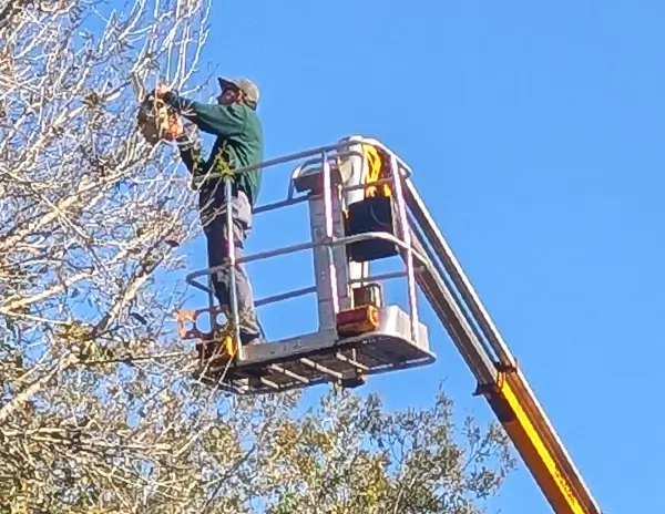 Tree-Trimming Mike's Tree Trimming in Fort Myers
