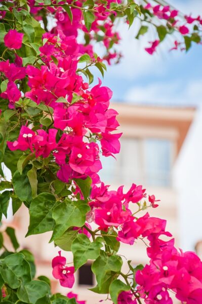 Landcaping – Mikes tropical lawns fort myers Landcaping - Mikes tropical lawns fort myers