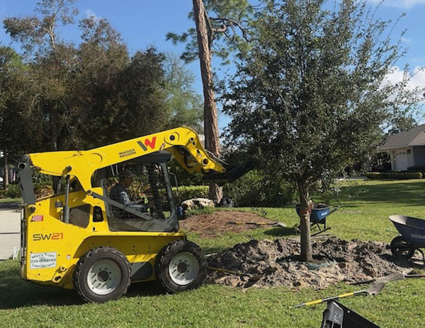 Mikes tree trimming in Fort Myers Mikes tree trimming in Fort Myers
